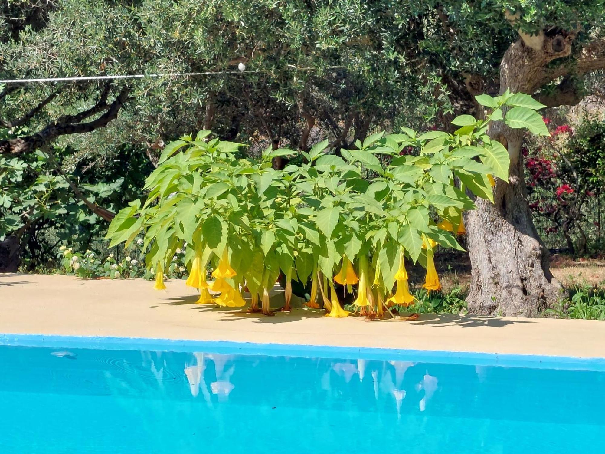 Sofiana'S Garden Retreat With Private Pool Daire Dhrapaniás Oda fotoğraf