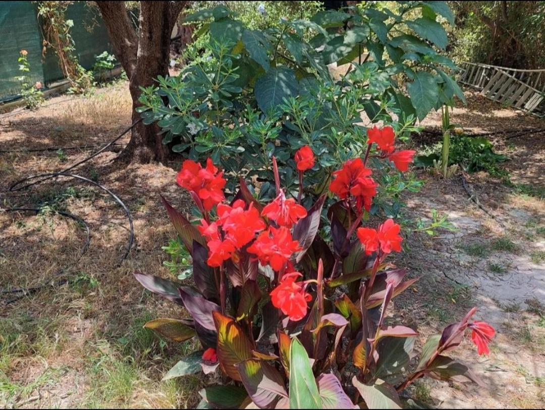 Sofiana'S Garden Retreat With Private Pool Daire Dhrapaniás Dış mekan fotoğraf